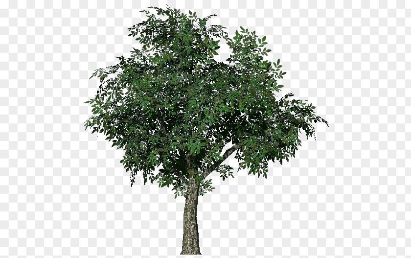 Arboles Tree 3D Computer Graphics Wavefront .obj File Animation Modeling PNG