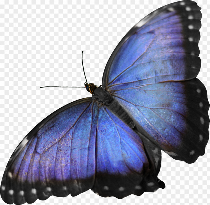 Butterfly Insect Moth Blue PNG