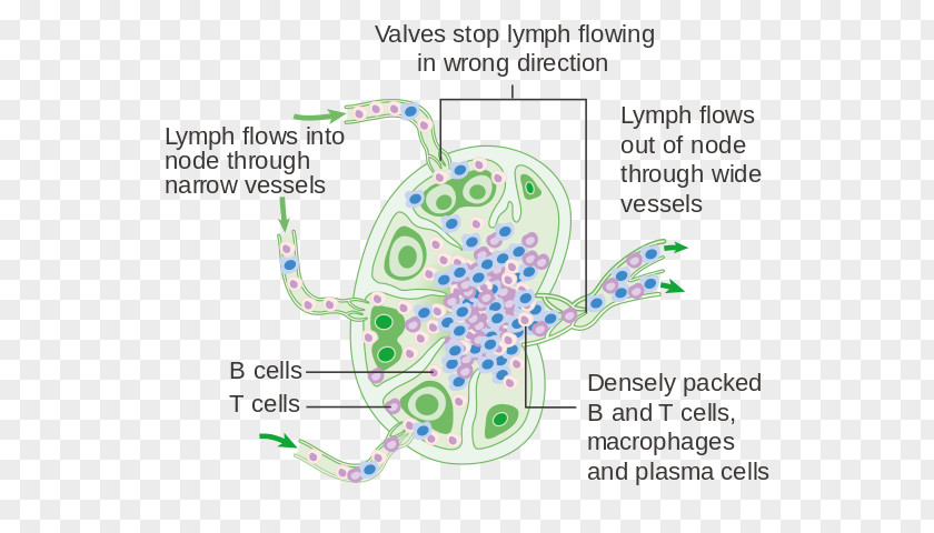Cancer Cell Details Lymph Node Human Body The Lymphatic System PNG