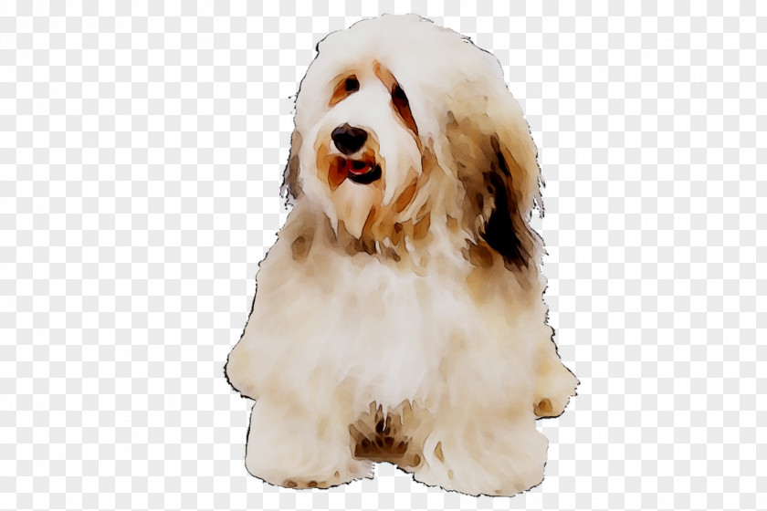 Cockapoo Dog Breed Havanese Tibetan Terrier Bearded Collie PNG