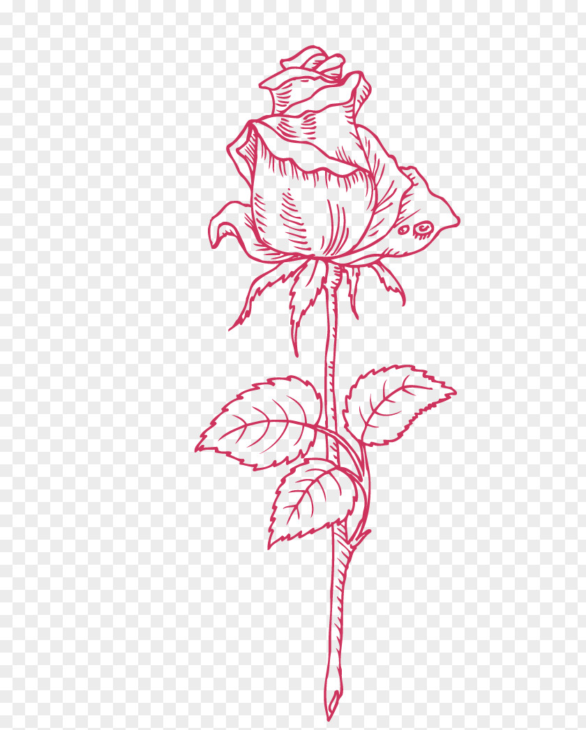 Hand-painted Roses Beach Rose Drawing PNG