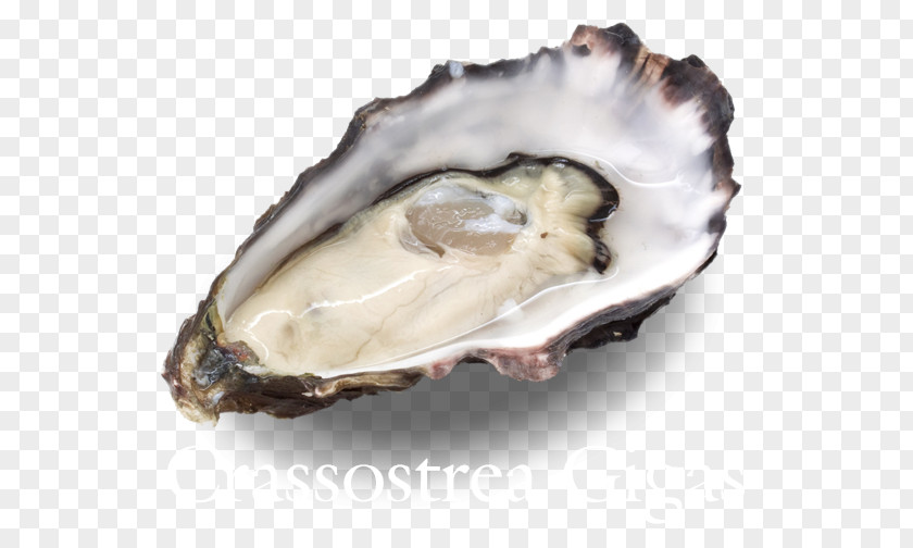 Health Oyster Wellfleet Food Hatred: Or, The Vindictive Father: A Tale Of Sorrow; PNG