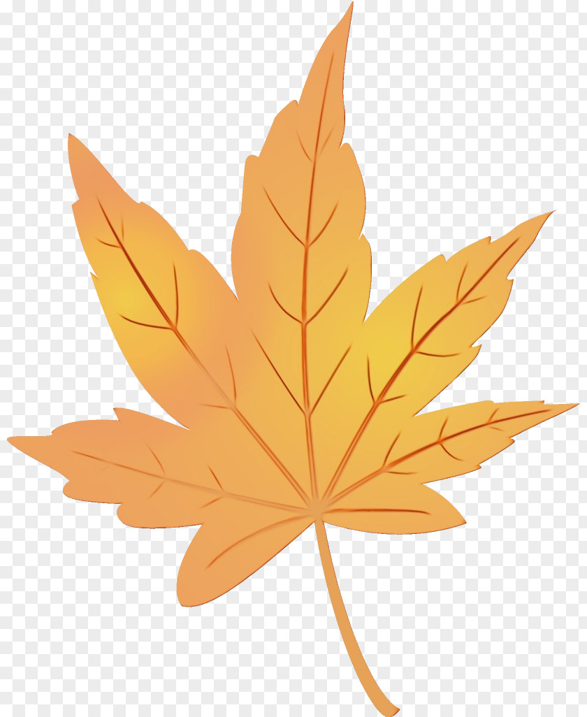 Plane Black Maple Leaf PNG