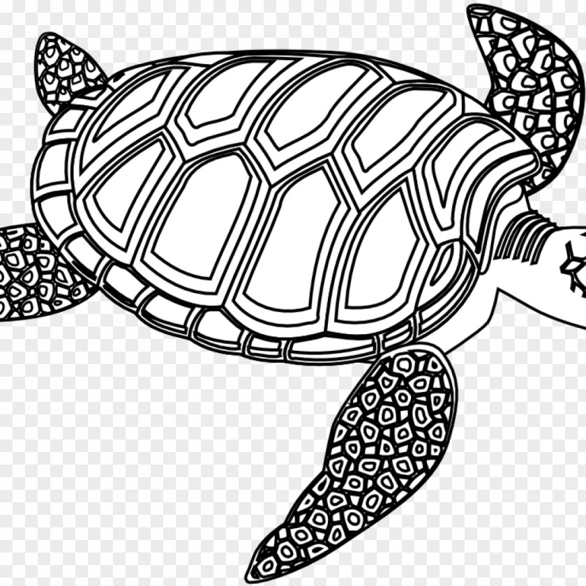 Seabuckthorn Vegetarian Food Sea Turtle Clip Art Reptile PNG