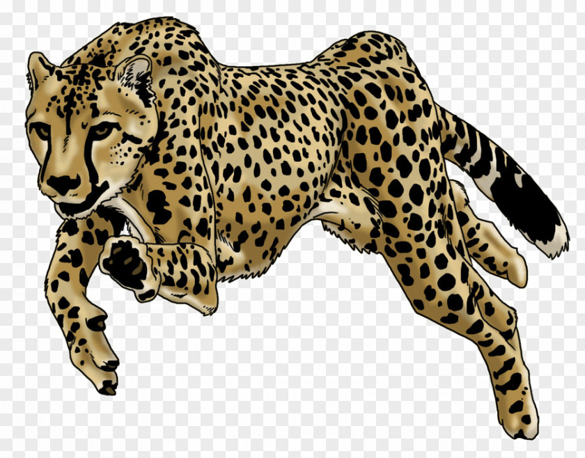 Cheetah Leopard Drawing Image Jaguar PNG