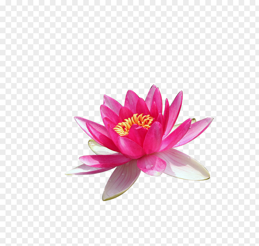 Creative Flower,Lotus Avon Products Parfumerie Aroma PNG