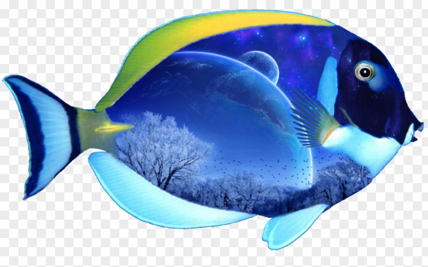 Fish 6 El Grullo Marine Biology Coral Reef Mammal Poster PNG