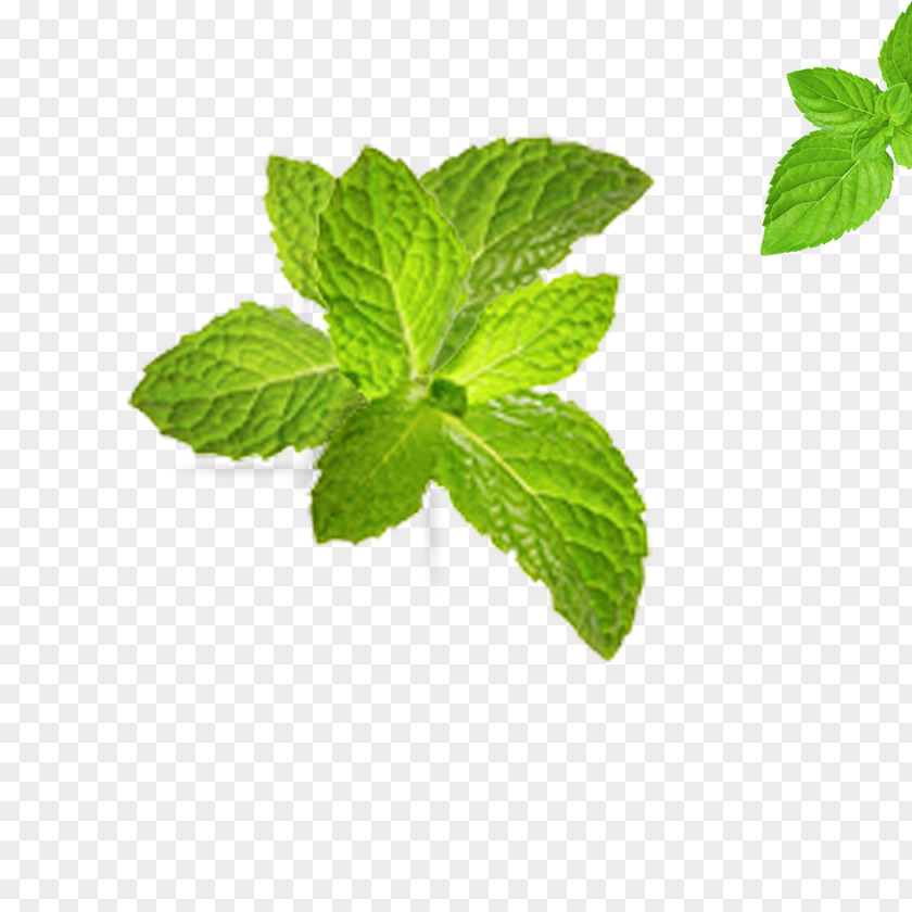 Green Leaves Tea Leaf Computer File PNG