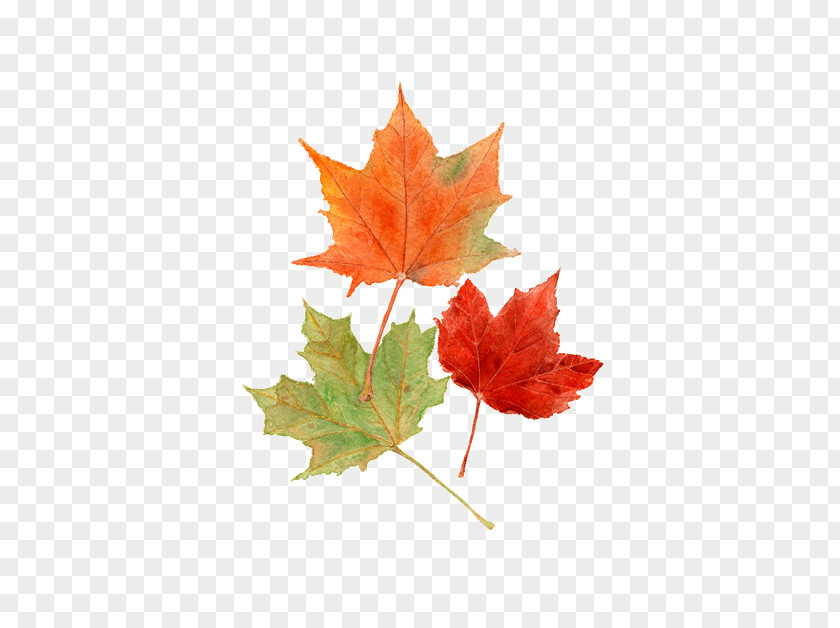 Maple Leaf Autumn Leaves Color Watercolor Painting PNG
