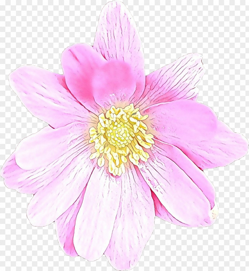 Wildflower Gerbera Flower Petal Pink Plant Daisy Family PNG