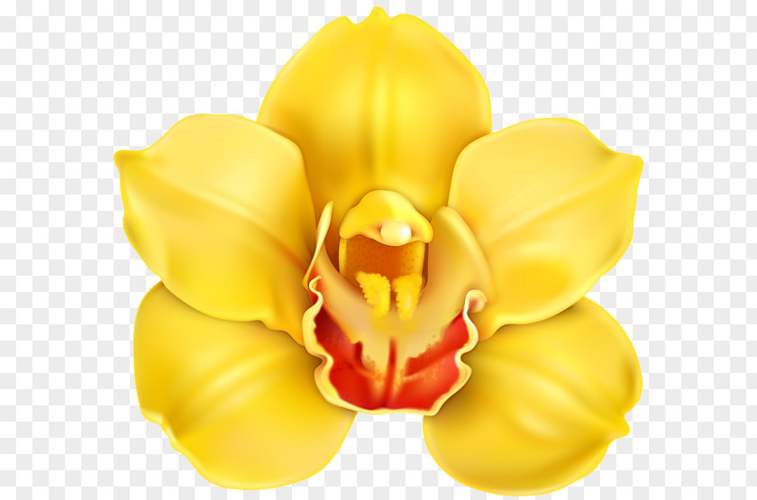 Yellow Flowers Cypripedium Parviflorum Clip Art PNG