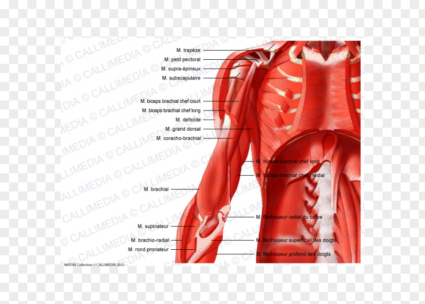 Arm Muscular System Shoulder Muscle Anatomy PNG