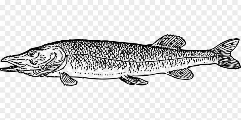 Fishing Northern Pike Drawing Clip Art PNG