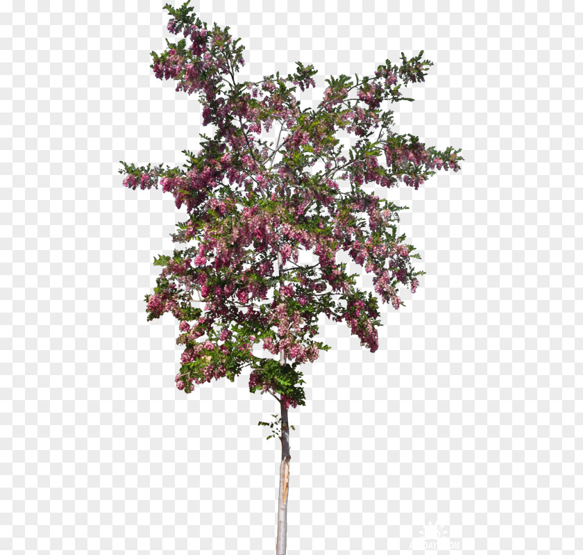 Flower Twig Shrub Plant Tree PNG