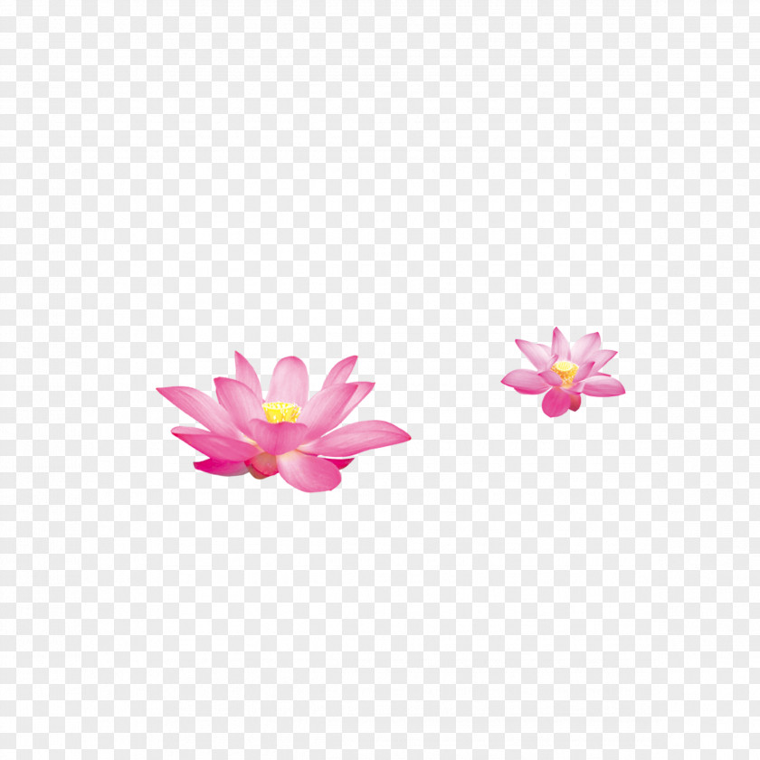 Hand-painted Lotus Nelumbo Nucifera Sina Corp PNG