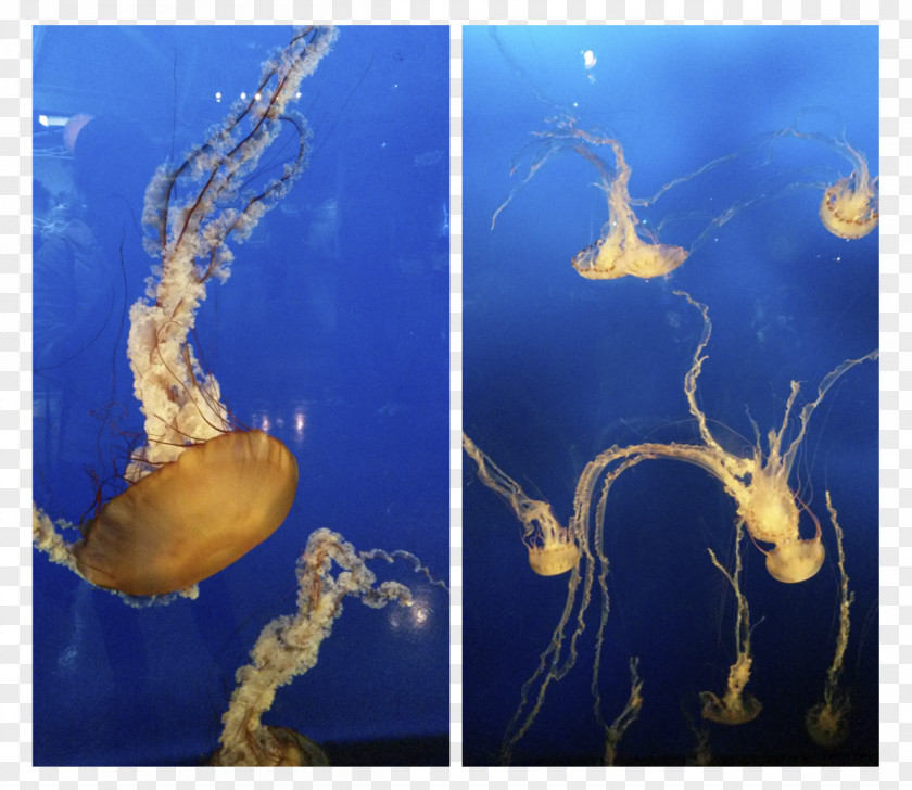Jellyfish Marine Biology Stock Photography PNG