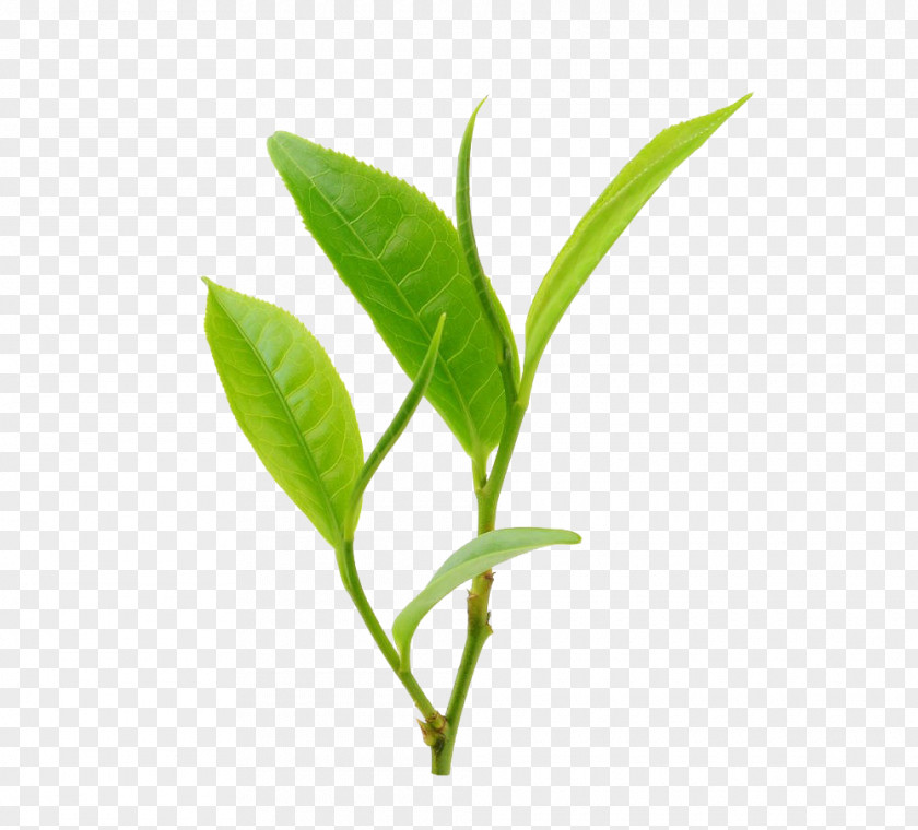 Tea Green Matcha Clip Art PNG