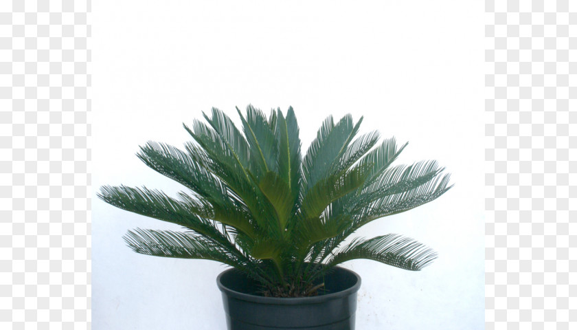 Vaso De Planta Arecaceae Flowerpot Houseplant Agave INAV DBX MSCI AC WORLD SF PNG
