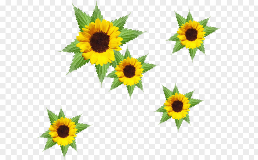Animation Common Sunflower Desktop Wallpaper Clip Art PNG