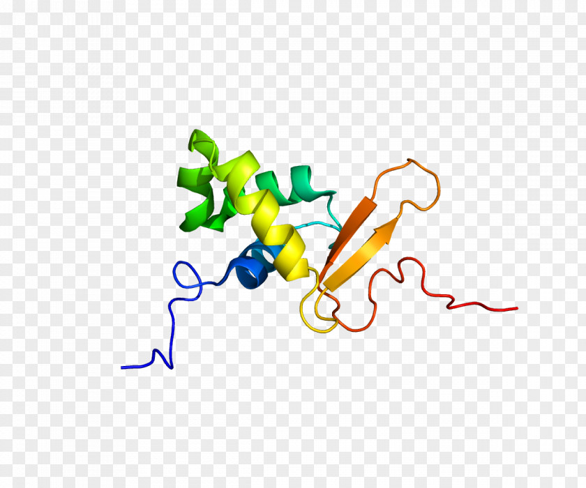 Gene FOXO3 FOX Proteins Fork Head Domain Forkhead Box L2 PNG