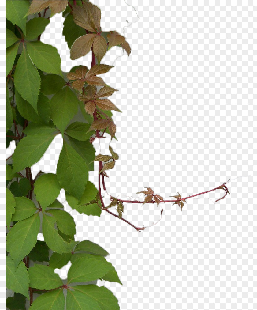 Green Wall Tiger Parthenocissus Tricuspidata Plant Ivy PNG