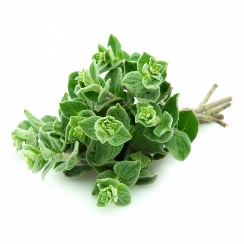 Herbs Oregano Marjoram Za'atar Oil Herb PNG