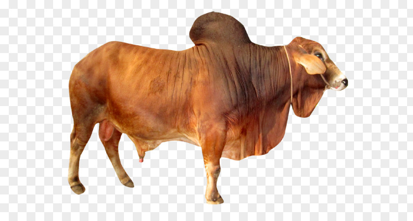 Holstein Friesian Cattle Sahiwal Ox Murrah Buffalo Bull PNG