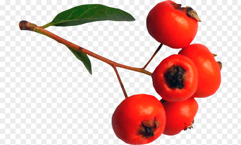 Red Mulberry tree Barbados Cherry Image Fruit Drawing PNG