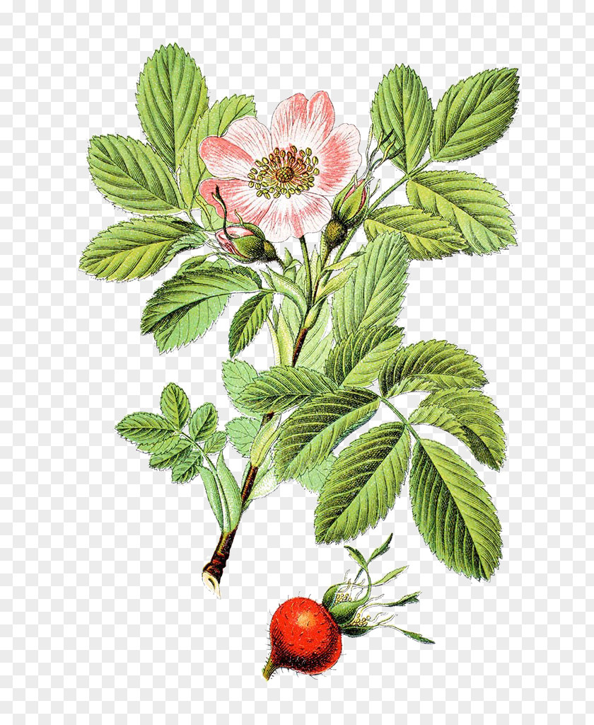 Rose Herbal Hand Painted Rosa Villosa Rubiginosa Beach PNG