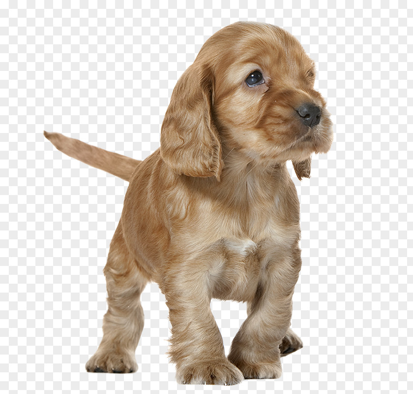 Boxer English Cocker Spaniel Puppy American Field Sussex PNG