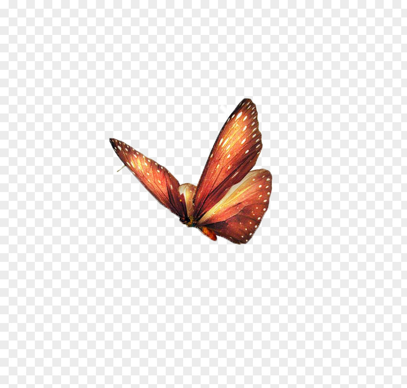 Butterfly,insect,specimen Butterfly Papillon Dog Insect PNG