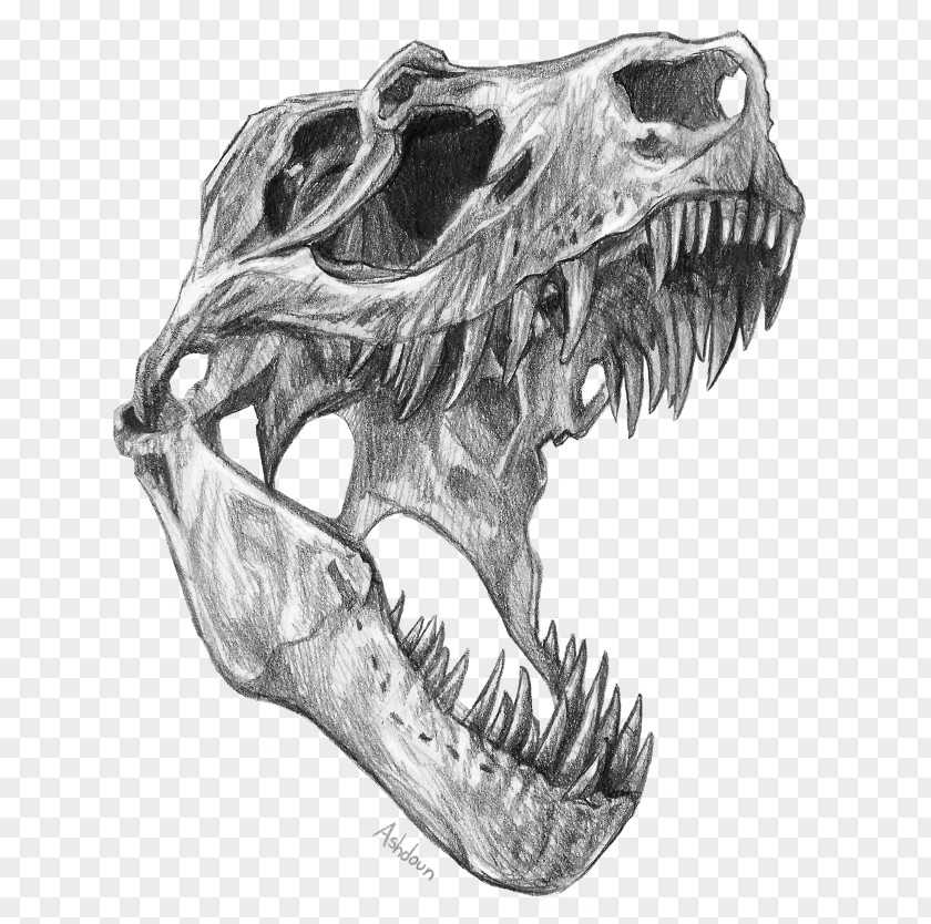 Dinosaur Tyrannosaurus Velociraptor Triceratops Skull PNG