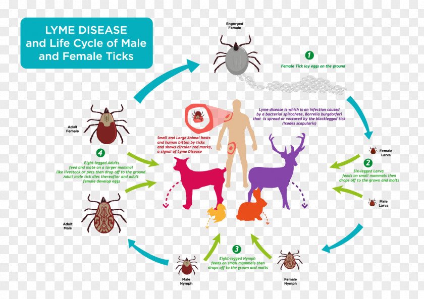Vector Lyme Disease Deer Tick PNG