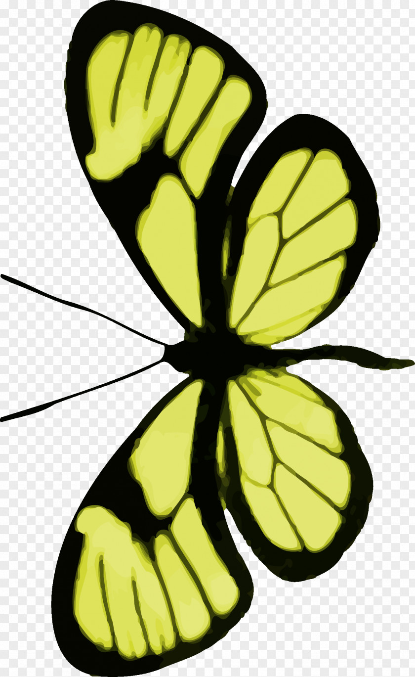 Butterfly Clip Art PNG