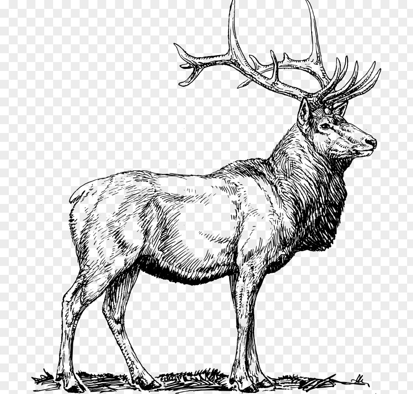 Deer Elk Clip Art PNG