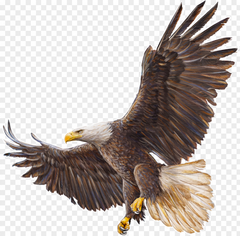 Eagle Bald Drawing PNG