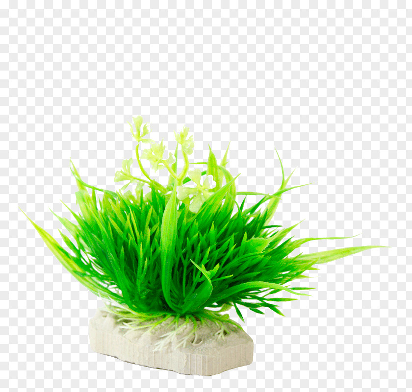 ESTETIC Grasses Aquatic Plants Aquarium Family PNG