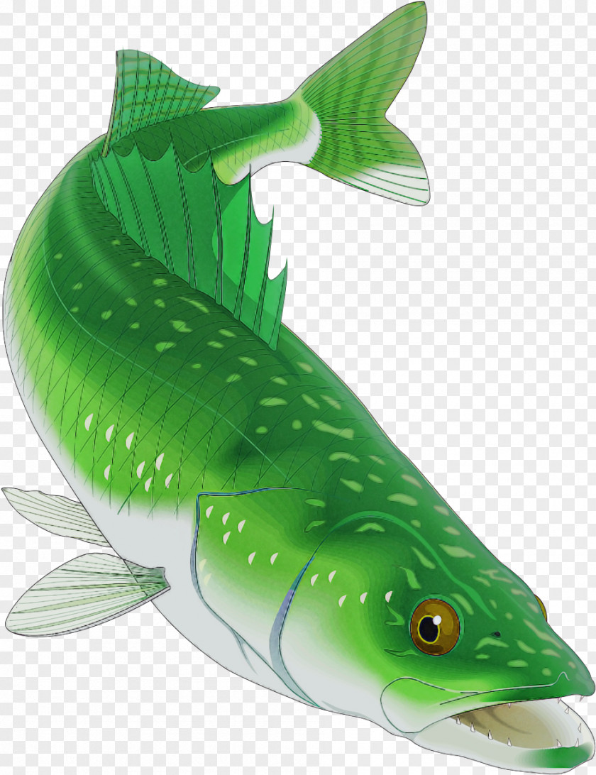 Fish Green Fin Bass PNG