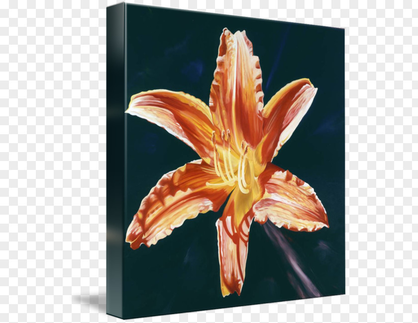 Lily Orange Tiger Painting Artist Day-lily PNG