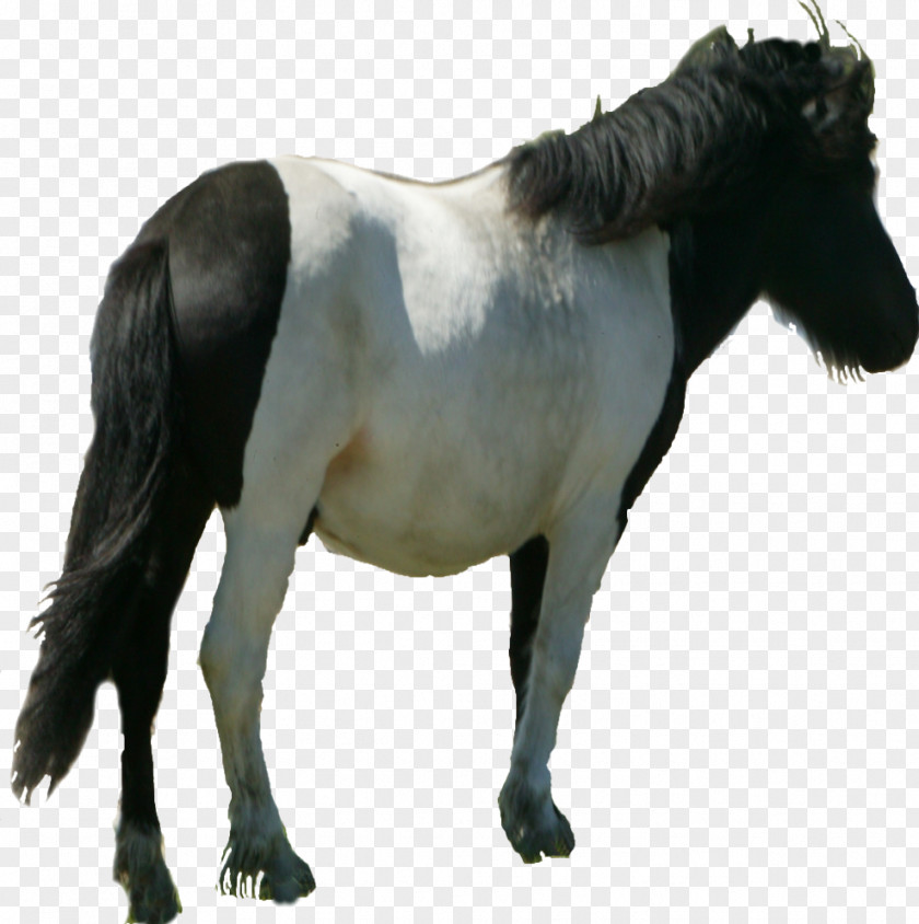 Shetland Pony Mane Mustang Stallion Mare PNG