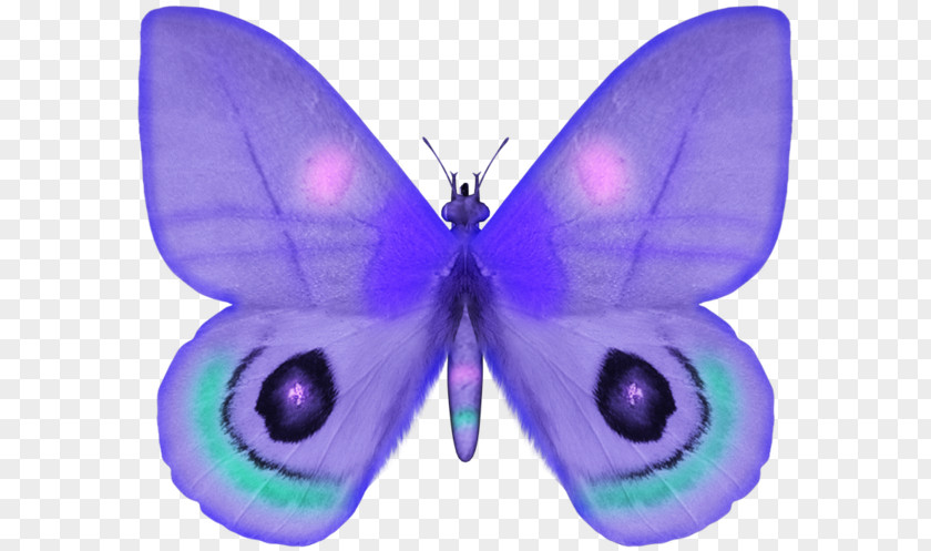 A Butterfly Photography Clip Art PNG