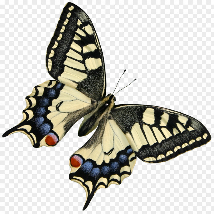 Butterfly Decoupage YouTube Clip Art PNG