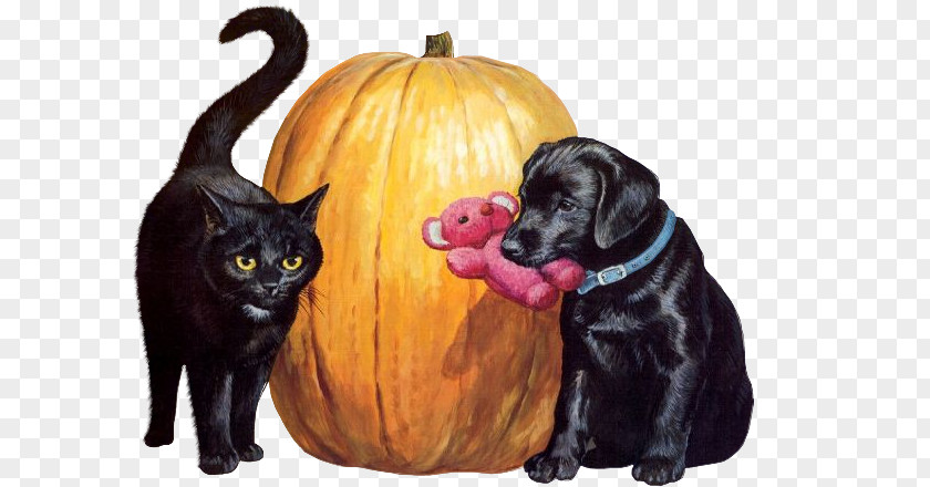 Cat Black Dog Kitten Puppy PNG