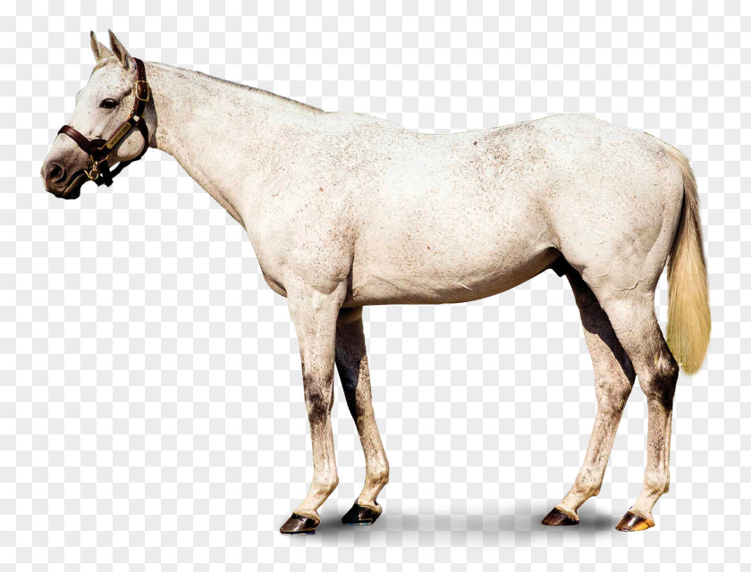 Mustang Mane Stallion Mare Colt PNG