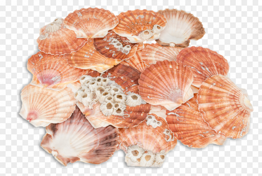 Seashell Great Scallop Pecten Jacobaeus Pectinidae Bivalvia PNG