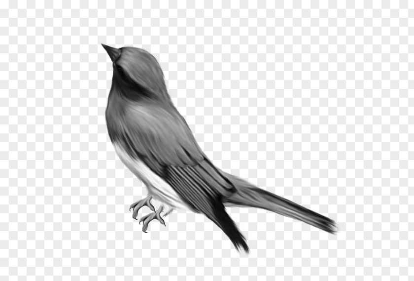 Songbird European Swallow Bird PNG