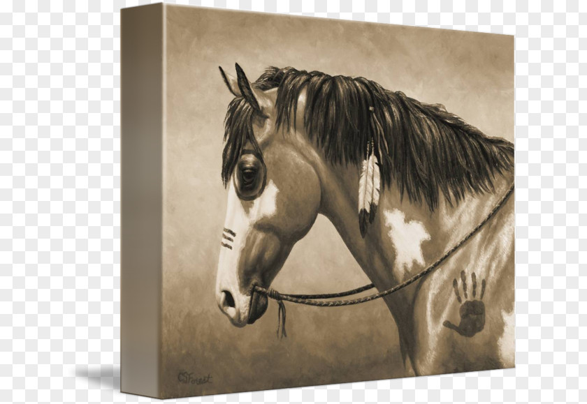 War Horse American Paint Indian Wars Mustang United States PNG