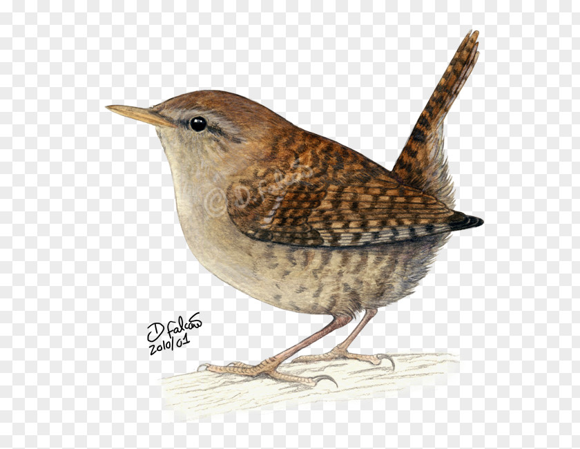 Watercolor Birds Carolina Wren Bird Drawing Clip Art PNG