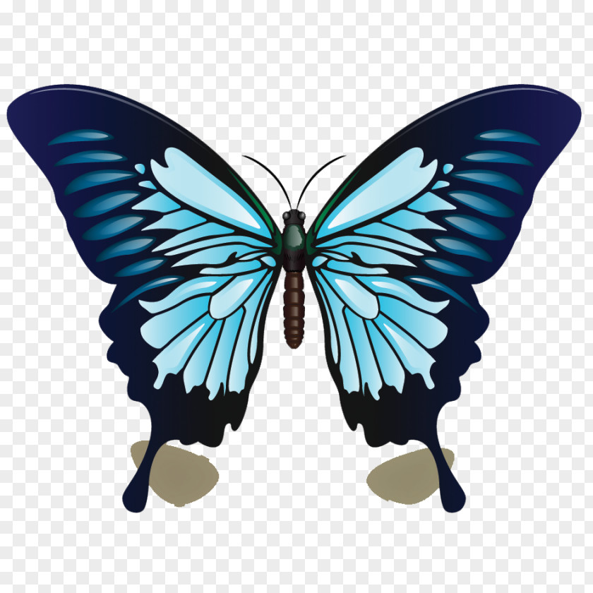 Butterfly Ulysses Color Blue Drawing PNG