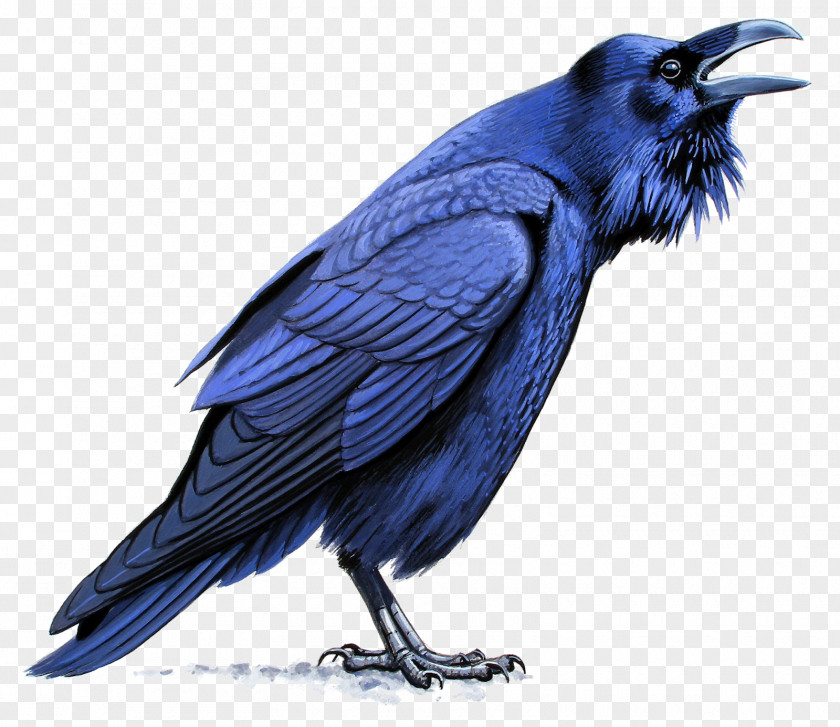 Crow American New Caledonian Rook Blue Jay Common Raven PNG